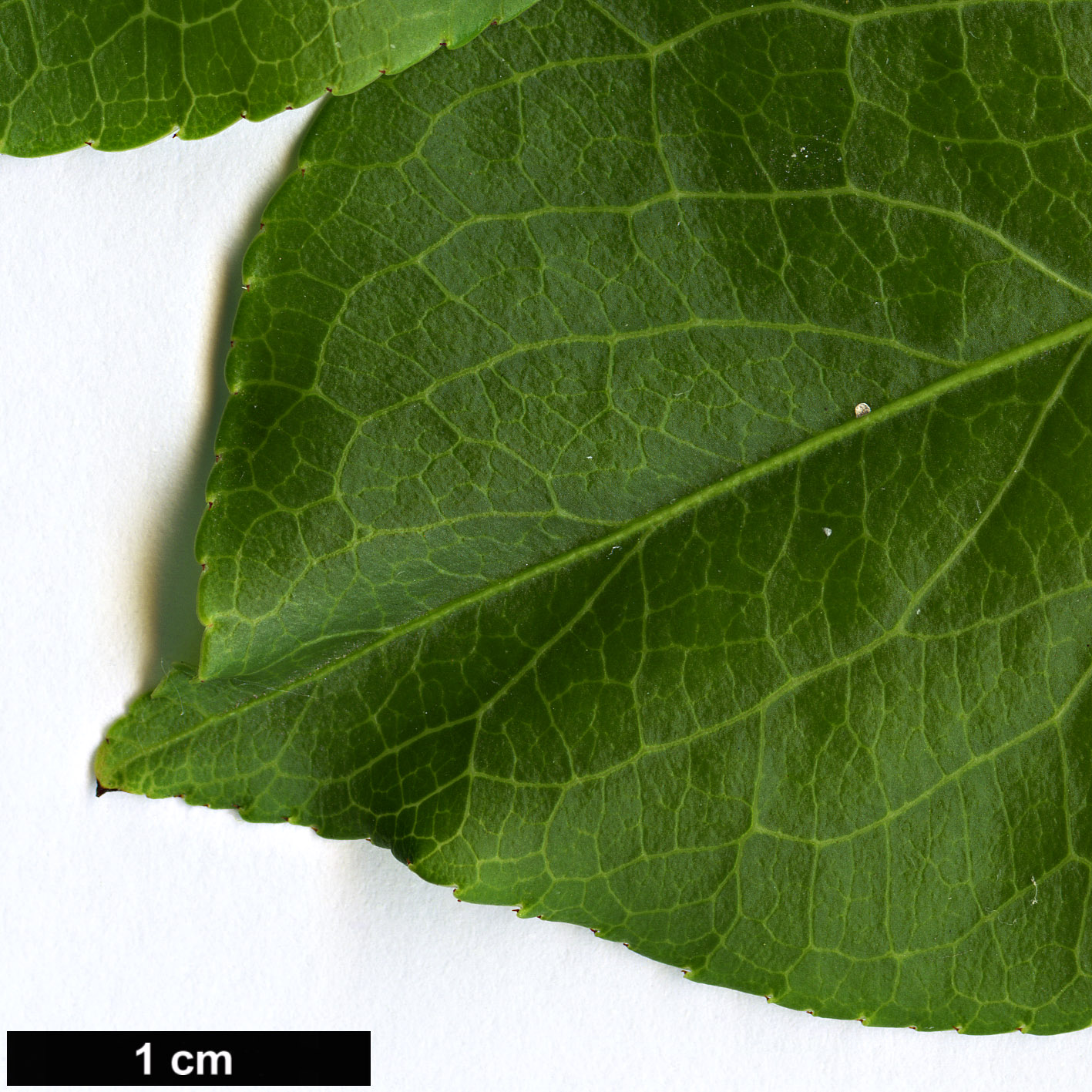 High resolution image: Family: Celastraceae - Genus: Euonymus - Taxon: grandiflorus High resolution image: Family: Celastraceae - Genus: Euonymus - Taxon: grandiflorus